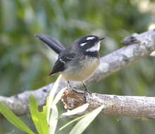 Image of Grey Fantail