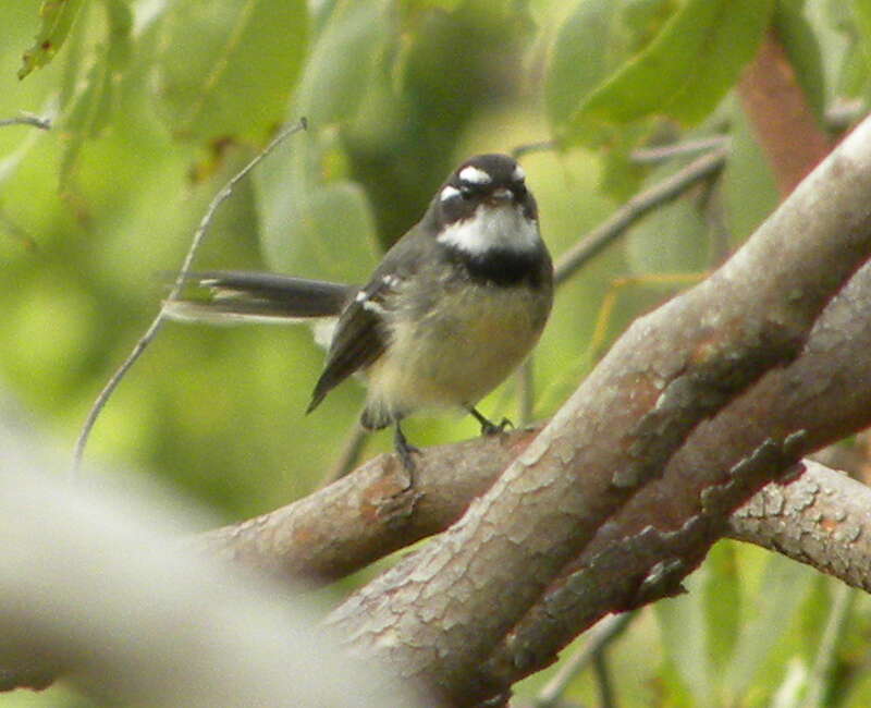 Image of Grey Fantail