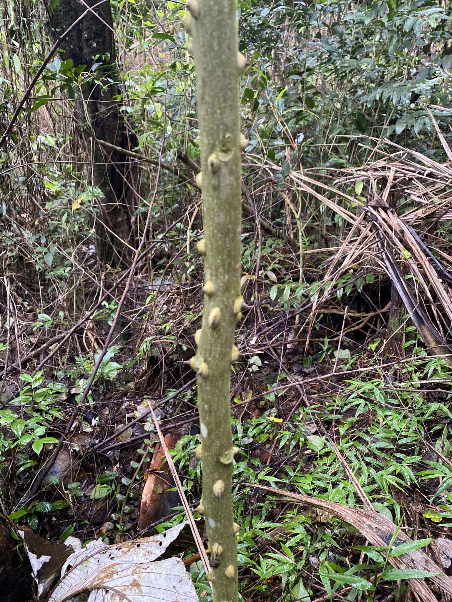 Image of white pricklyash