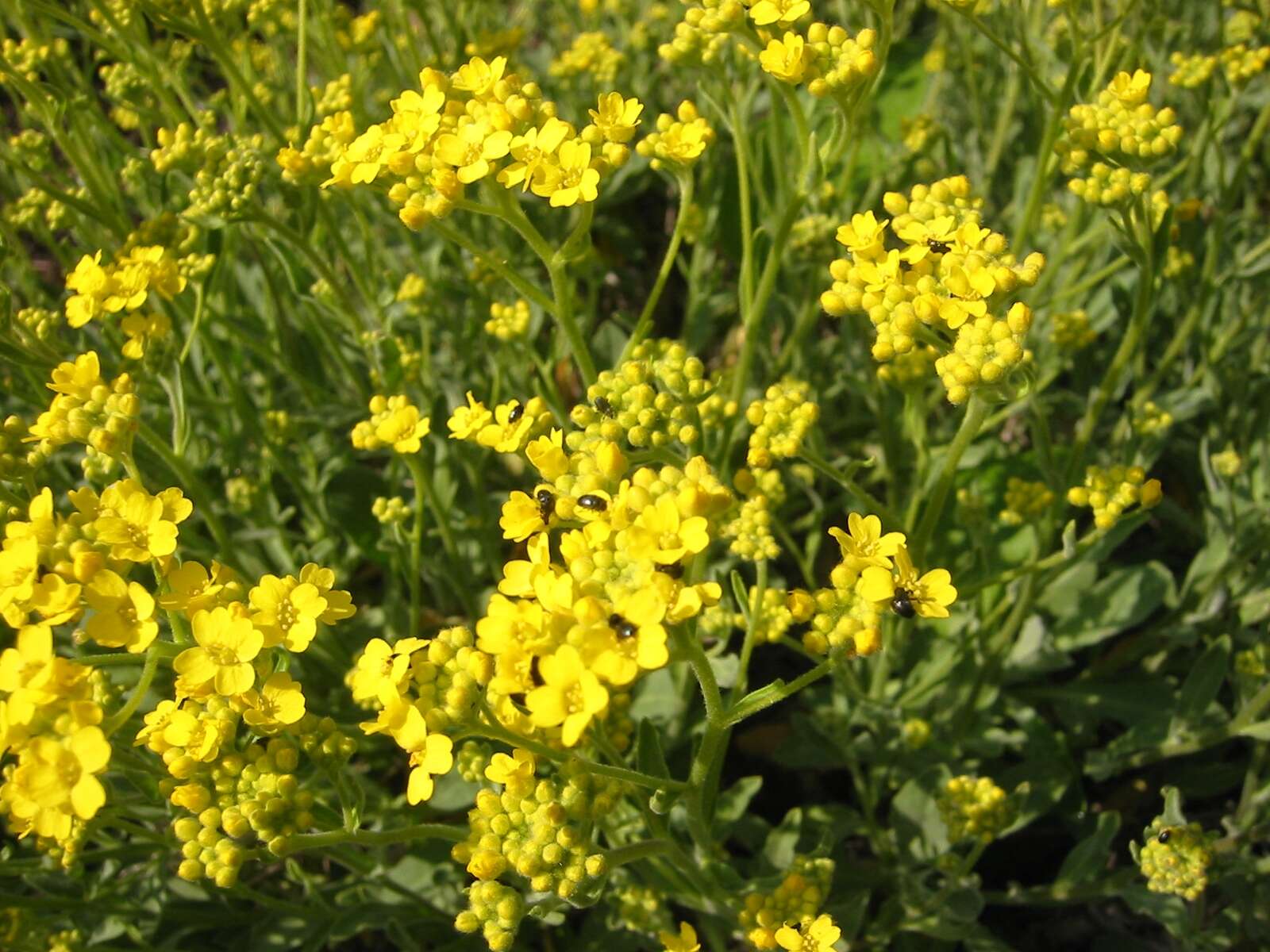 Image of Basket of Gold