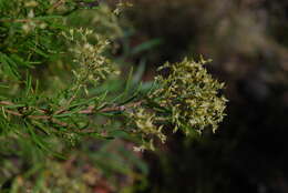 صورة Polycarpaea filifolia Webb ex Christ