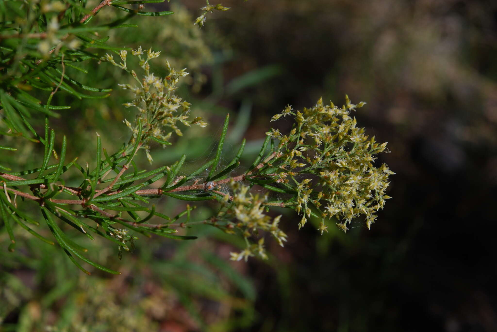 Polycarpaea filifolia Webb ex Christ的圖片