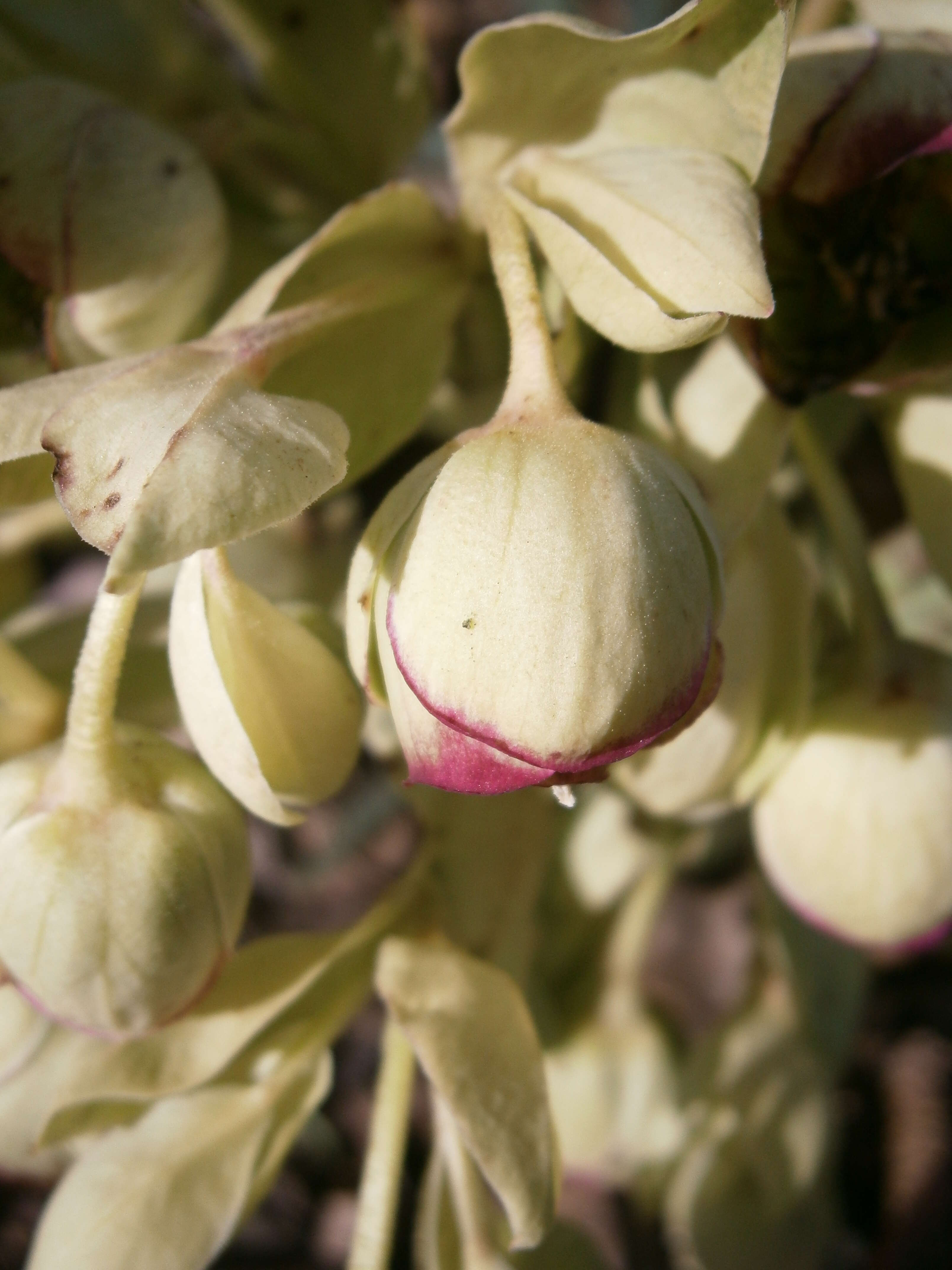 Image of Stinking Hellebore