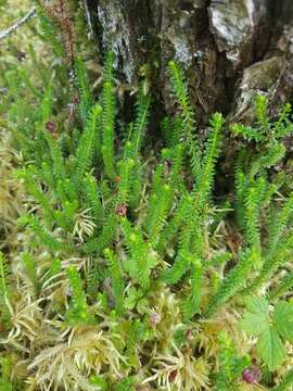 Imagem de Harrimanella stelleriana (Pall.) Coville