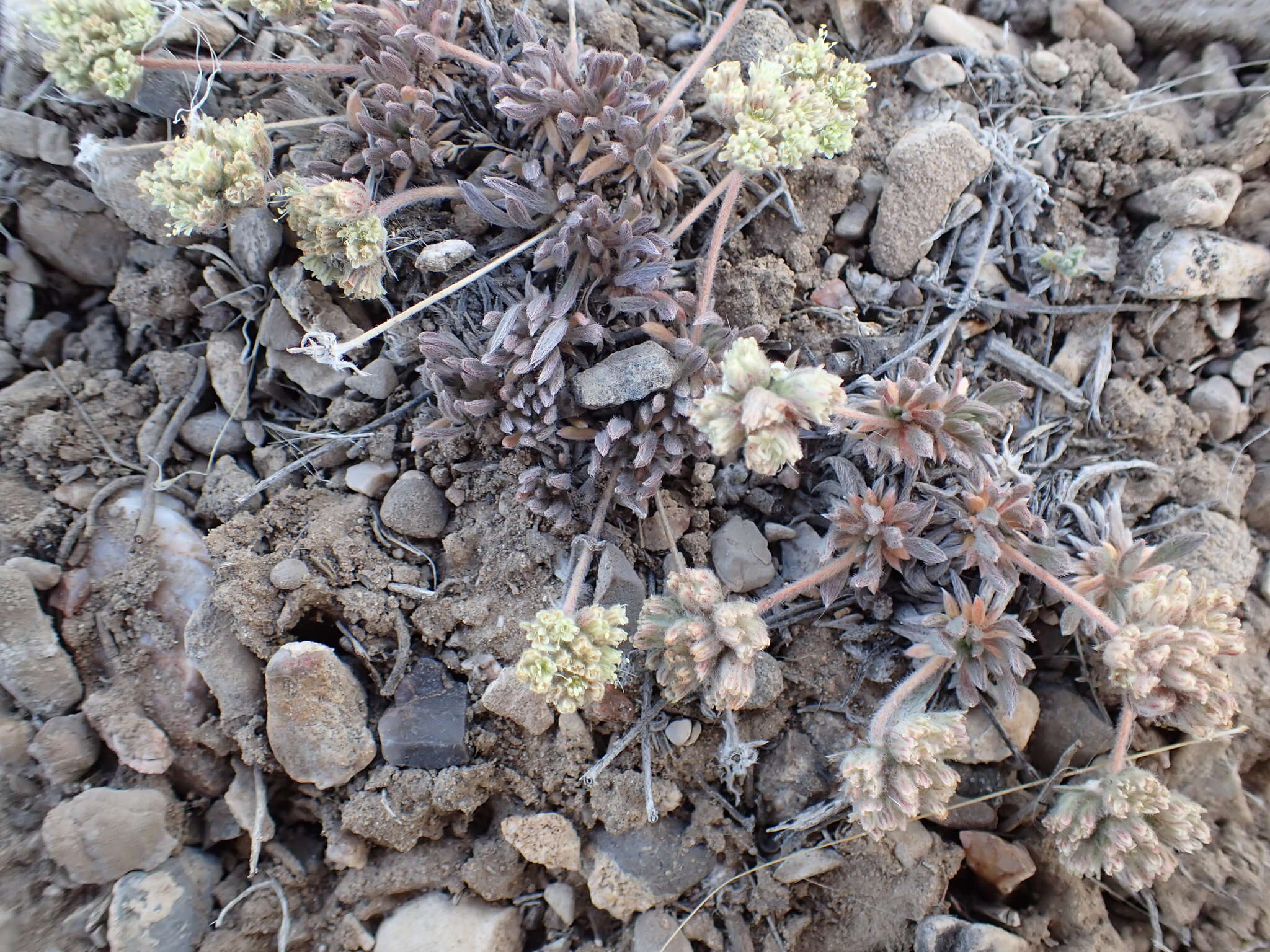 Image of gray buckwheat