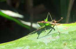 Image de Conocephalus (Anisoptera) ochrotelus Rehn, J. A. G. & Hebard 1915