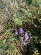 Image of Aconitum volubile Pall.