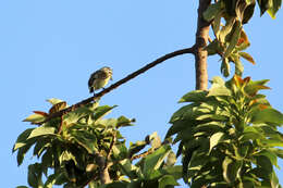 Image of Yellow-fronted Tinkerbird