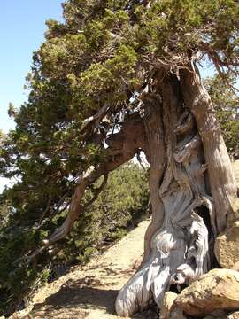 Image of Stinking Juniper