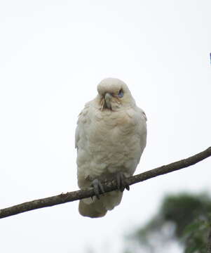 Image of Little Corella