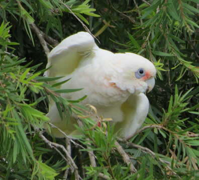 Image of Little Corella