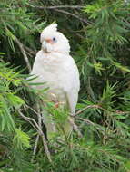 Image of Little Corella