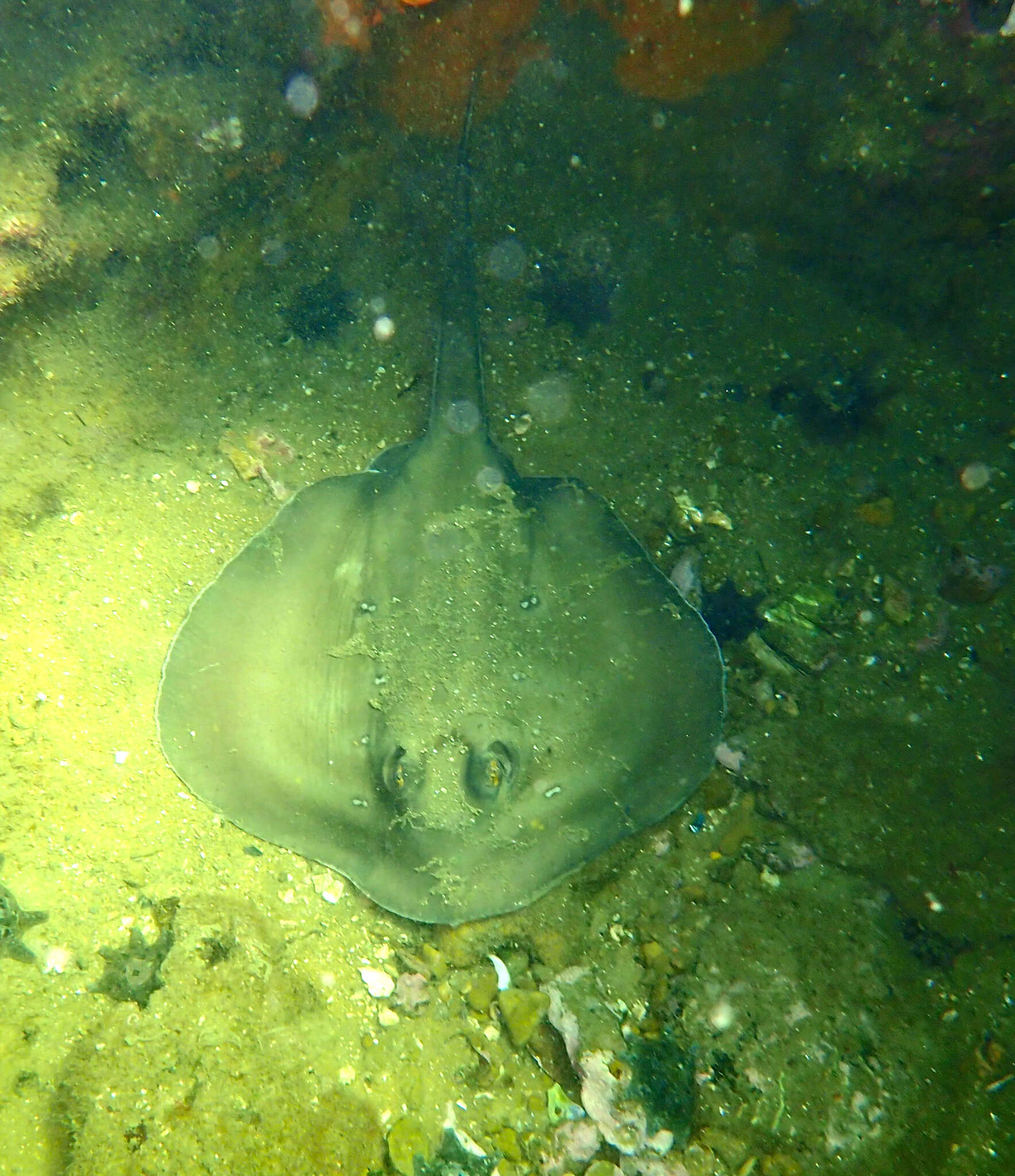 Image of Dixons Stingaree