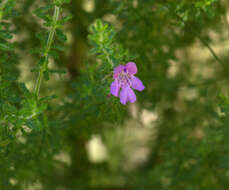 Image of Prostanthera cryptandroides subsp. euphrasioides (Benth.) B. J. Conn