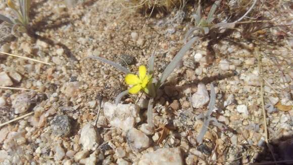 Image of Camissoniopsis pallida (Abrams) W. L. Wagner & Hoch