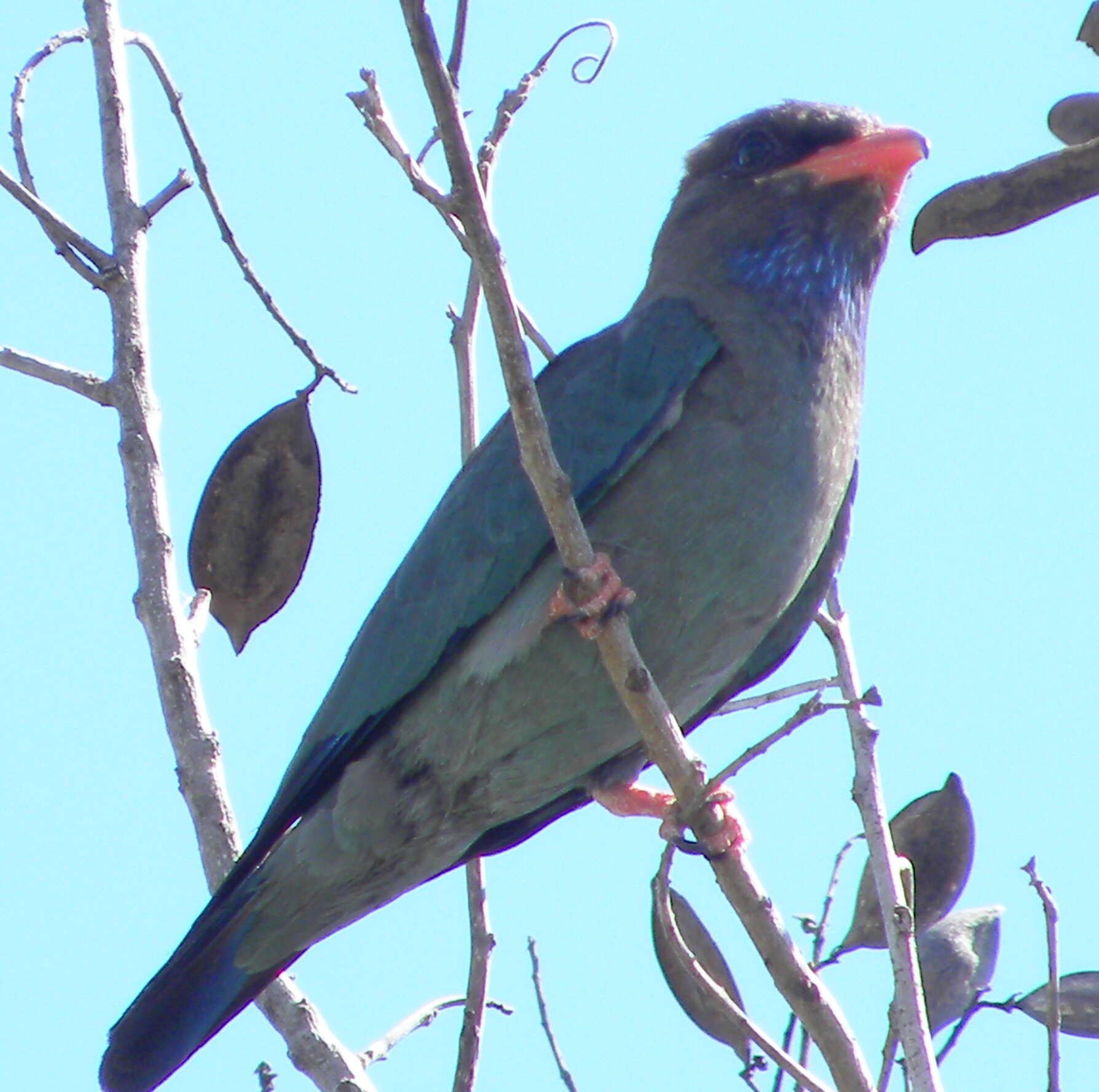 Image of Dollarbird