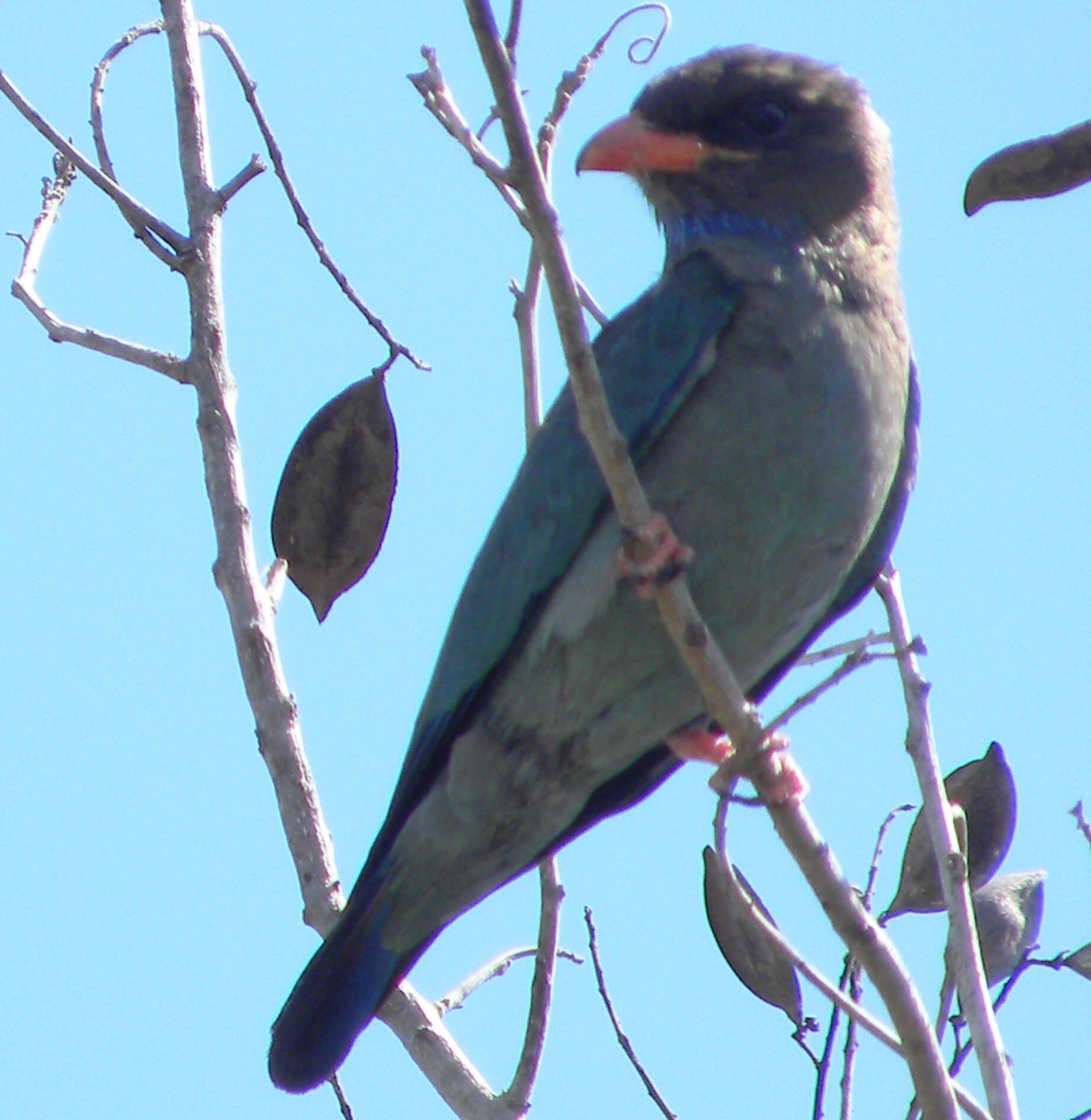 Image of Dollarbird