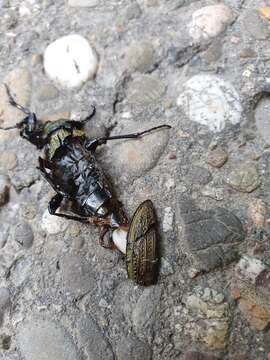 Image of Necklace Ground Beetle