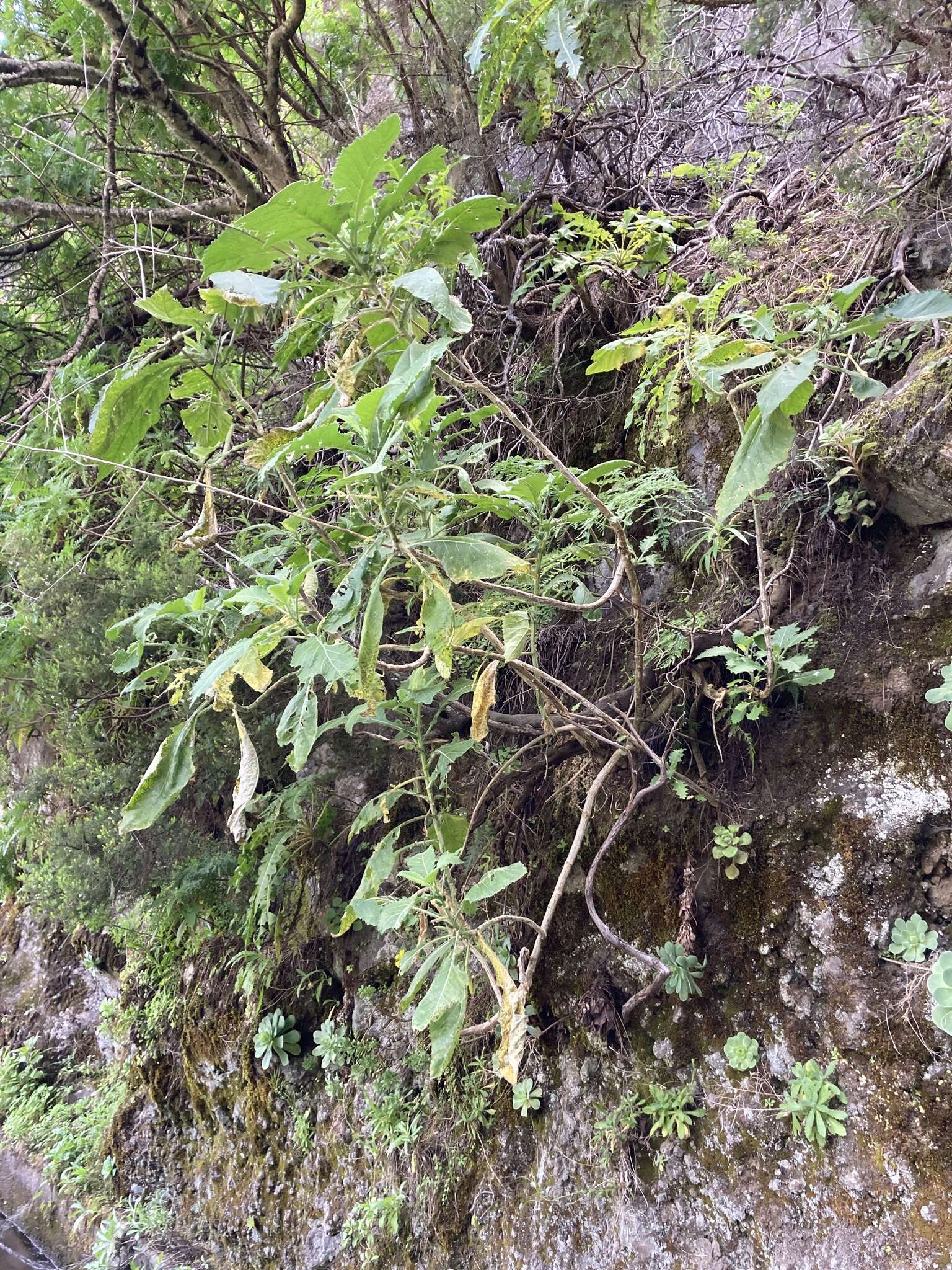 Image of Crambe santosii Bramwell