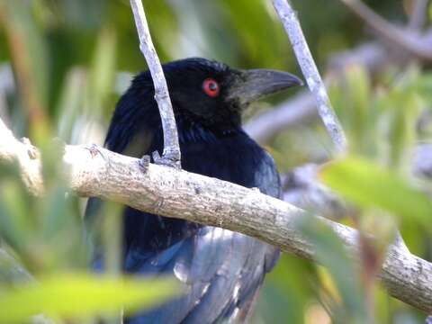 Image of Spangled Drongo