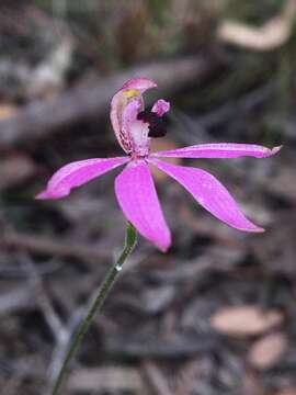 Image of Black-tongue caladenia