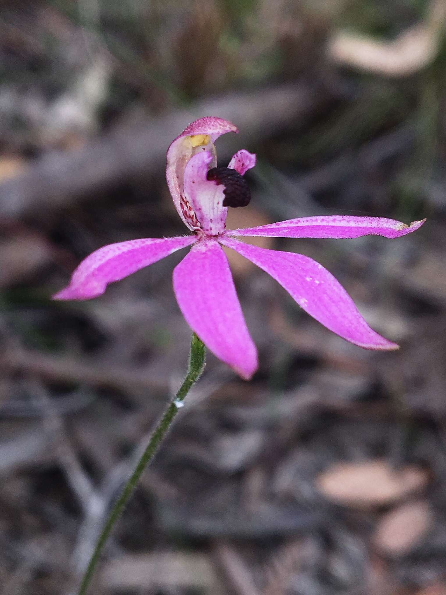 Image of Black-tongue caladenia