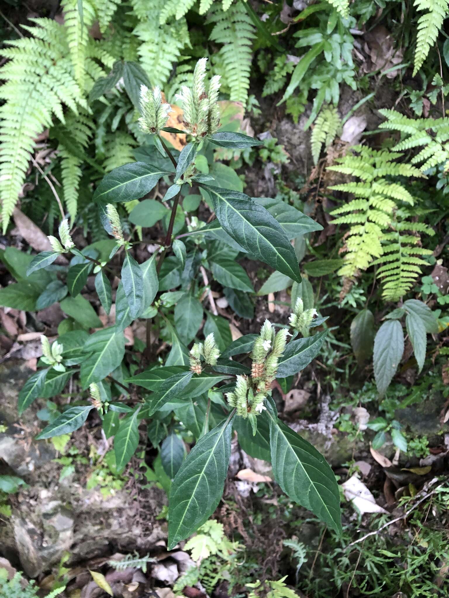 Plancia ëd Lepidagathis formosensis C. B. Cl. ex Hayata