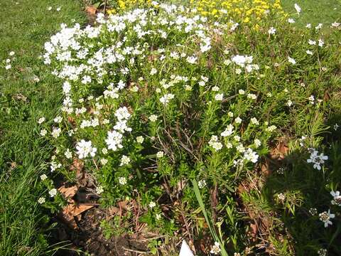 Imagem de Iberis sempervirens L.