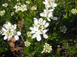 Plancia ëd Iberis sempervirens L.