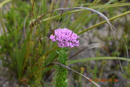 Image of Metalasia erubescens DC.