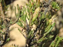 Image de Pteronia tricephala DC.