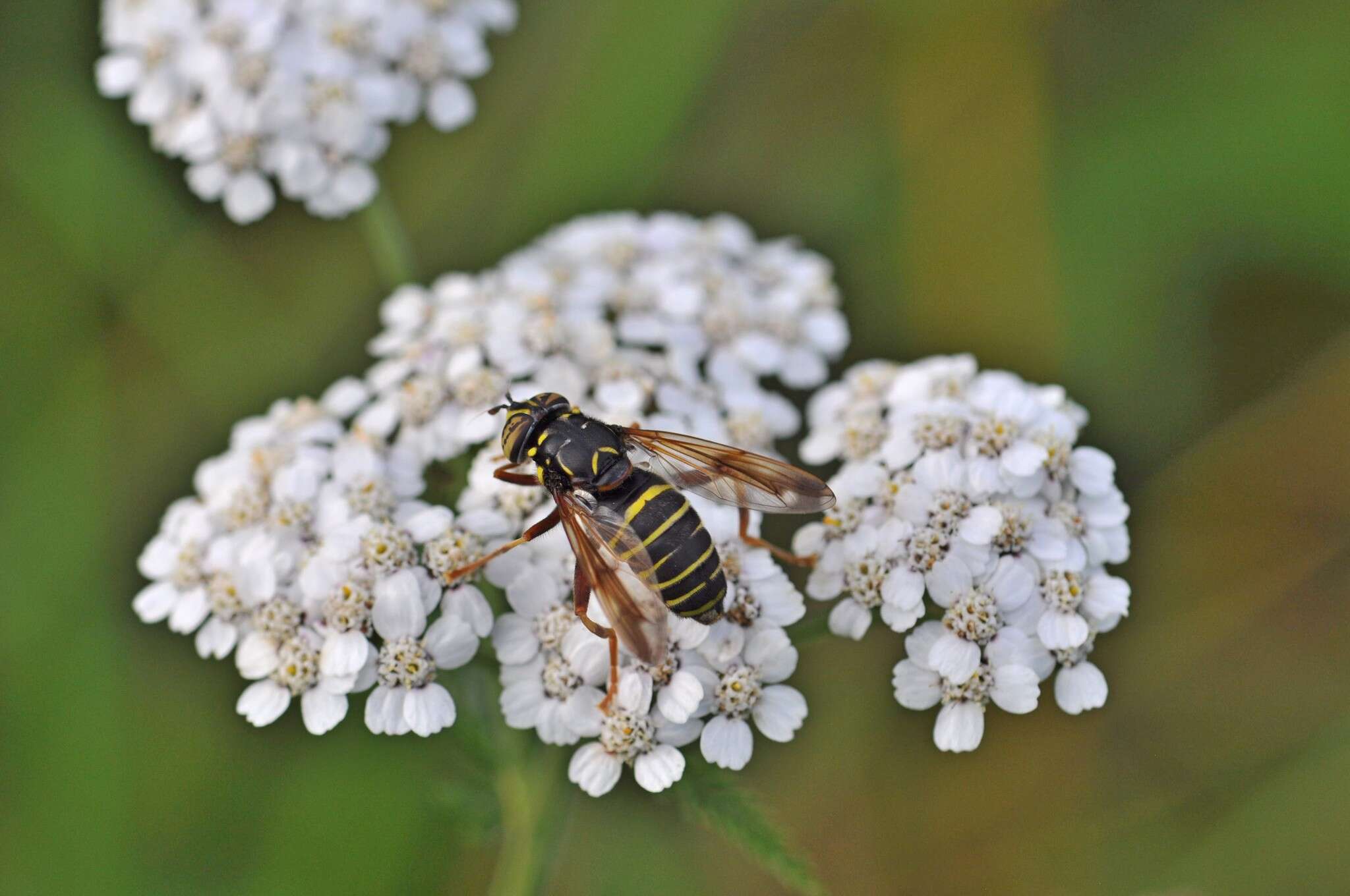 Image of Spilomyia diophthalma (Linnaeus 1758)