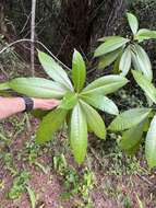 Alstonia macrophylla Wall. ex G. Don resmi