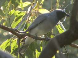 Image of Black-faced Cuckoo-shrike