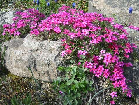 Image of moss phlox