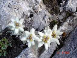 Image of edelweiss