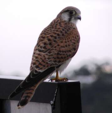 Image of Australian Kestrel