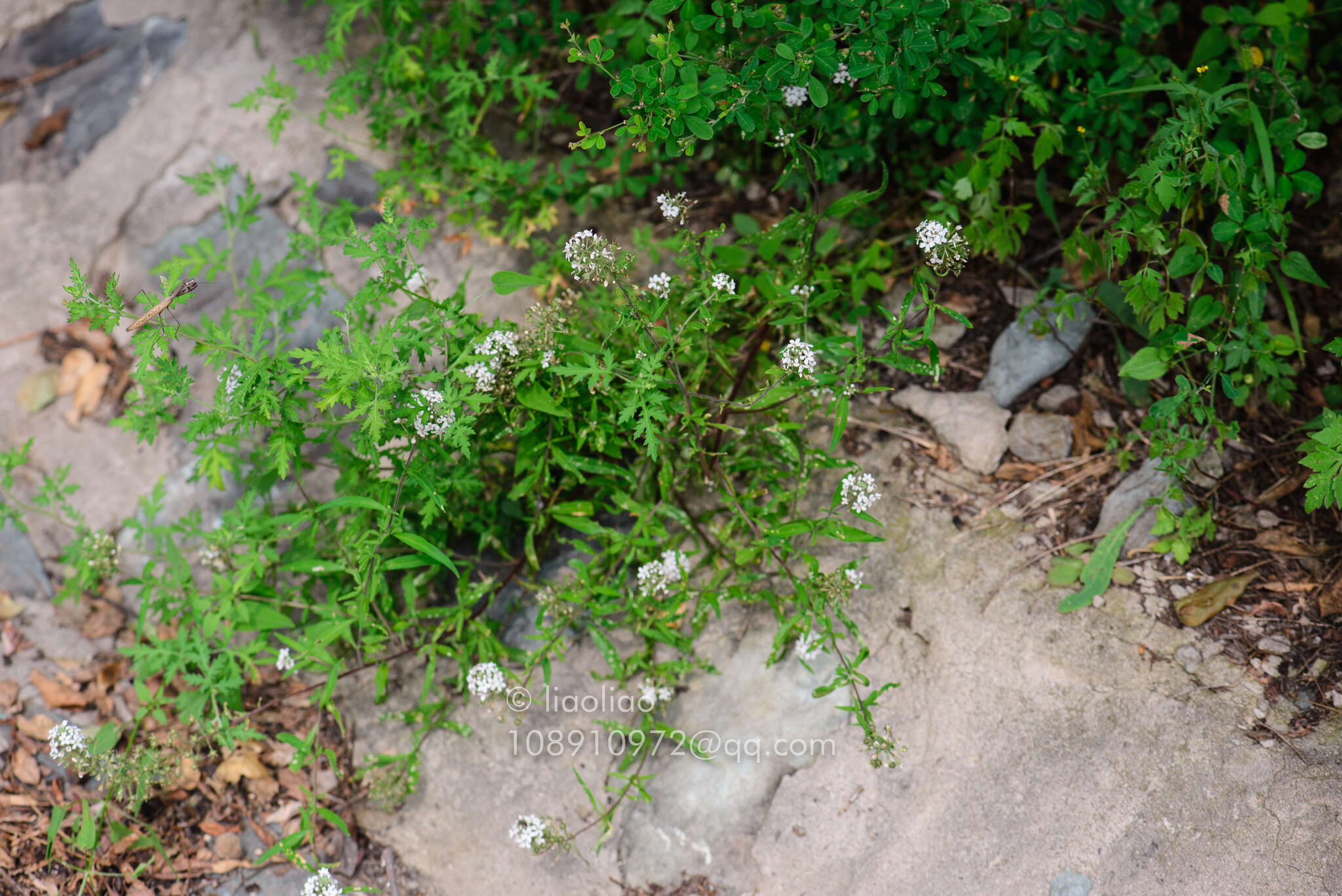 Image of Lysimachia pentapetala Bunge