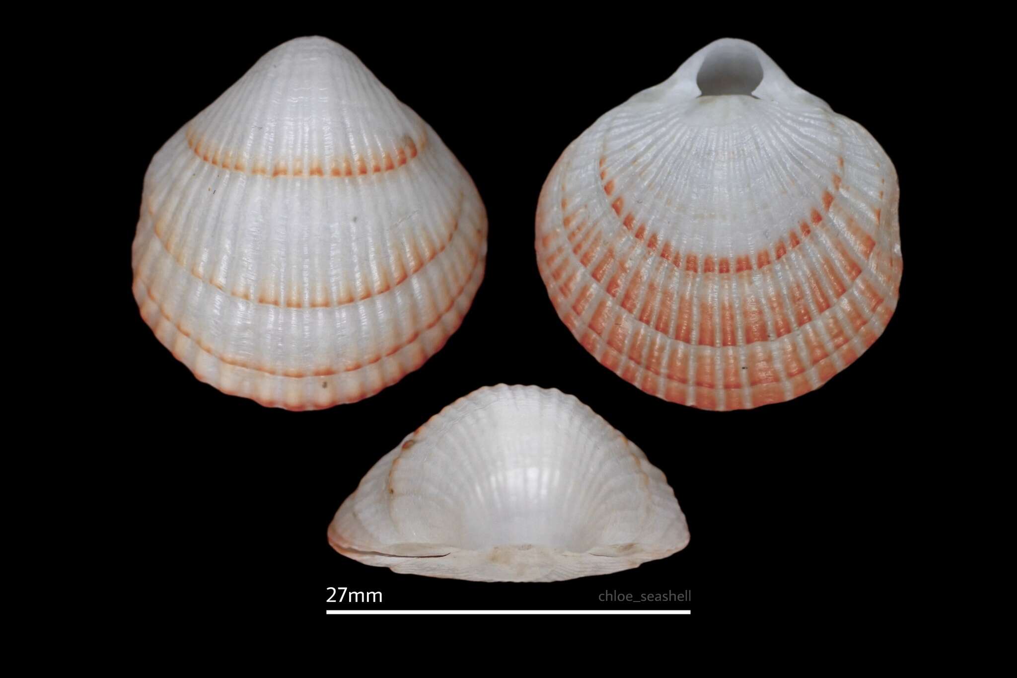 صورة Coptothyris grayi (Davidson 1852)