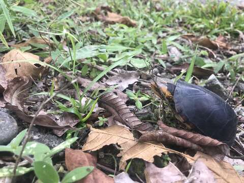 Image of White-lipped mud turtle