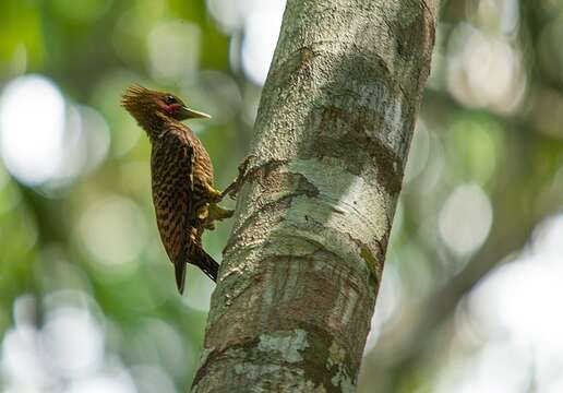 Image of Waved Woodpecker