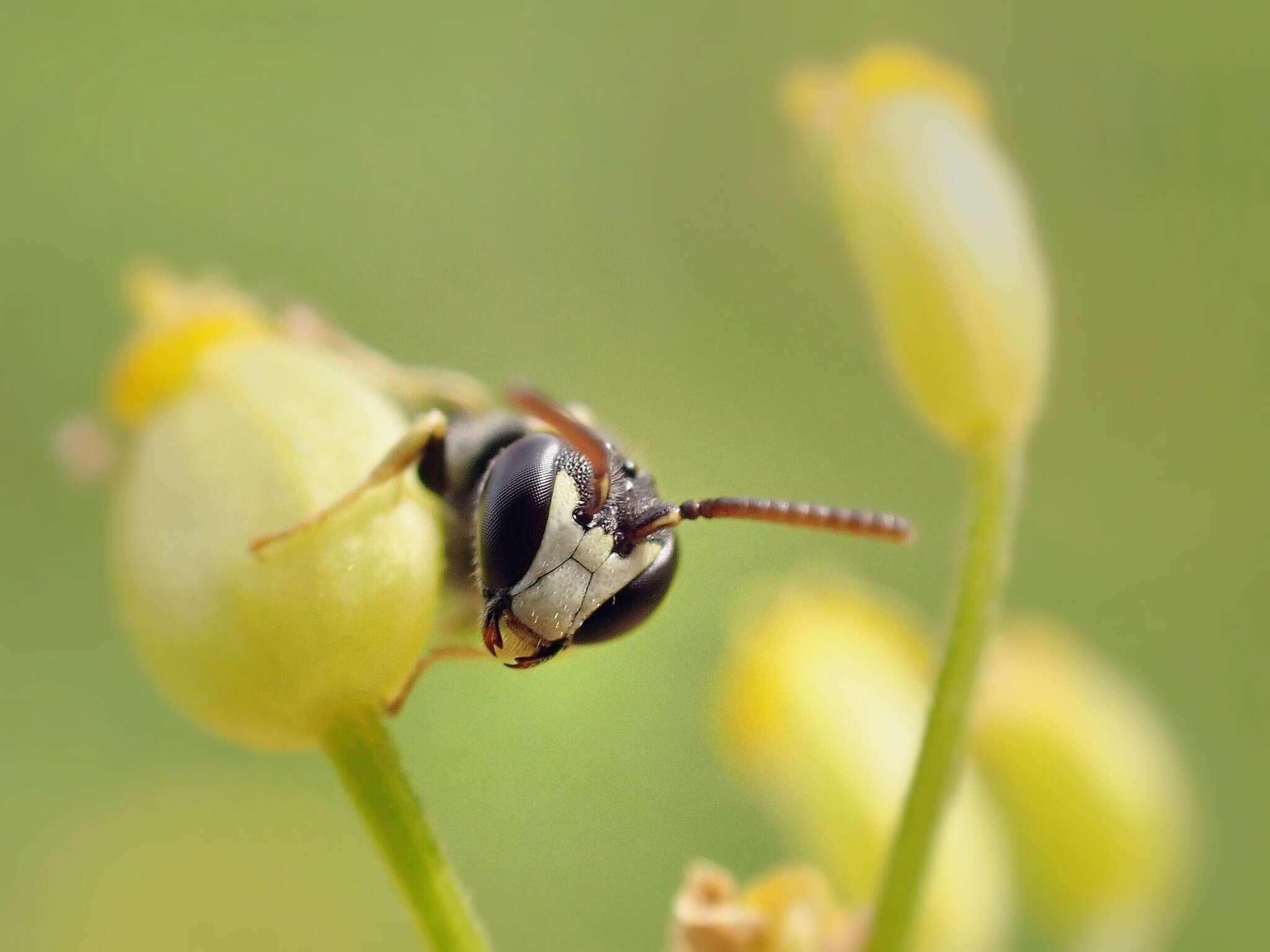 Image de Hylaeus pictipes Nylander 1852