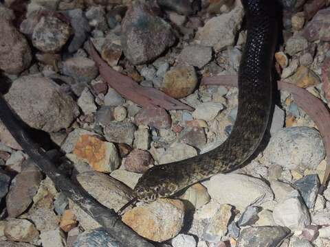 Image of De Vis Banded Snake