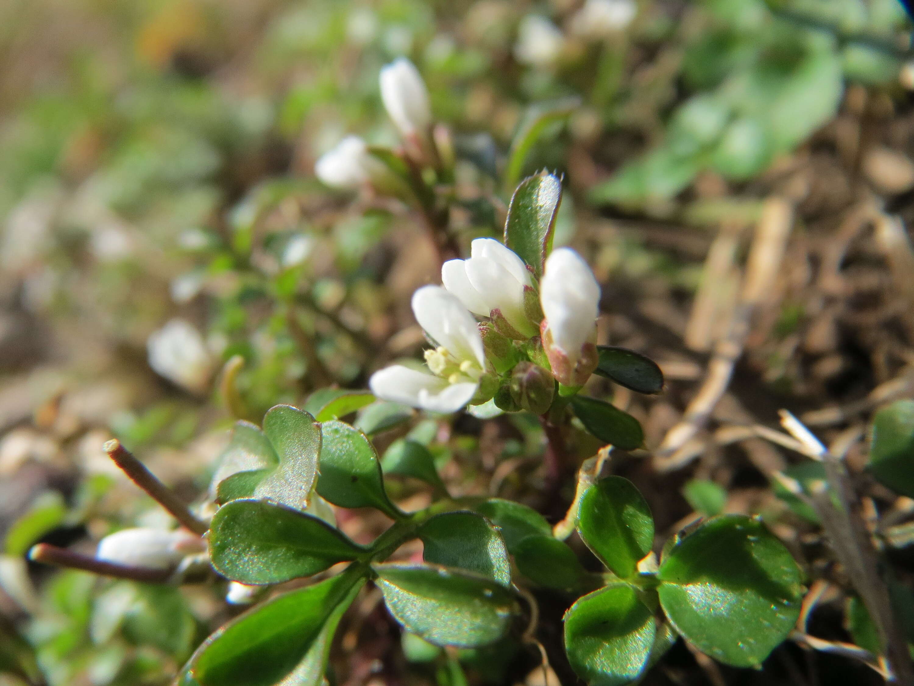 Image of hairy bittercress