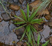 Image of Oceaniopteris obtusata (Labill.) Gasper & Salino