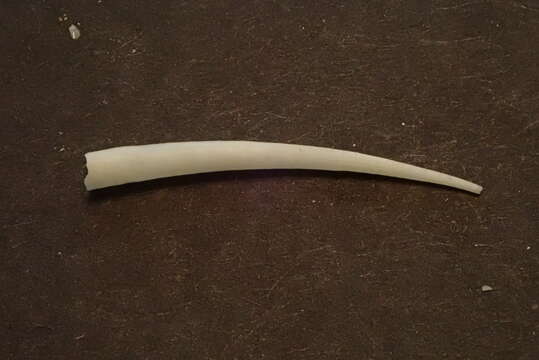 Image of ivory tuskshell