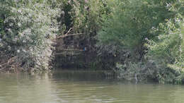 Image of Common Kingfisher