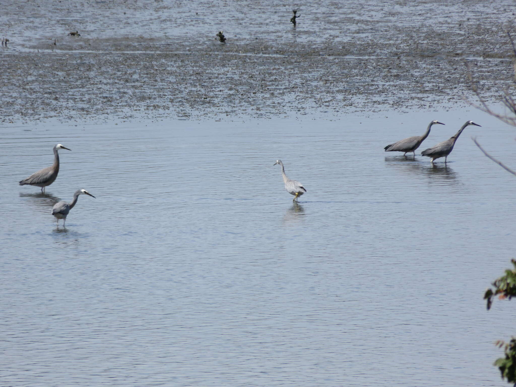 Image of Egretta novaehollandiae novaehollandiae