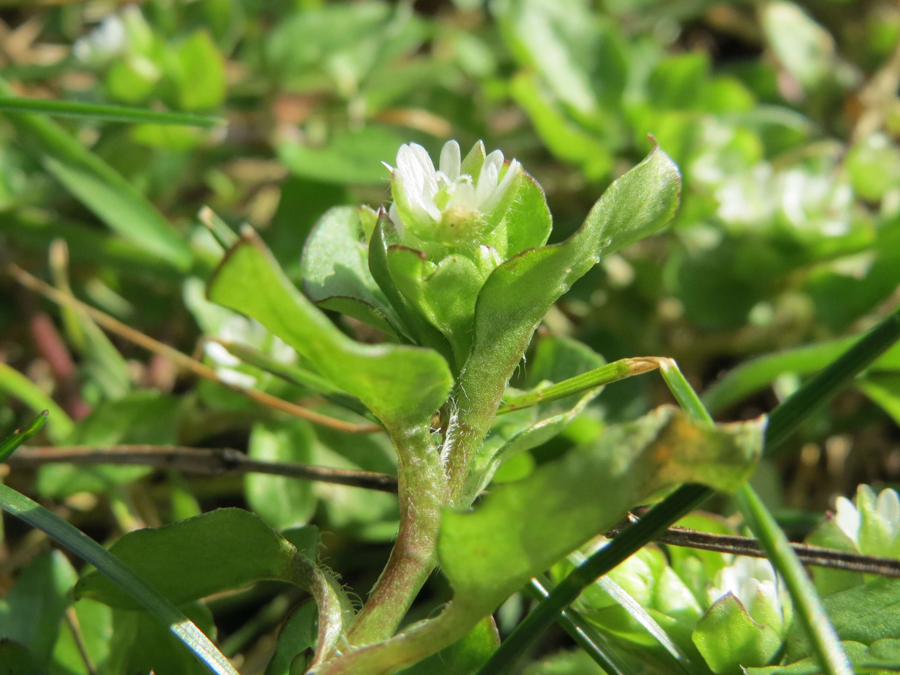 Image of common chickweed