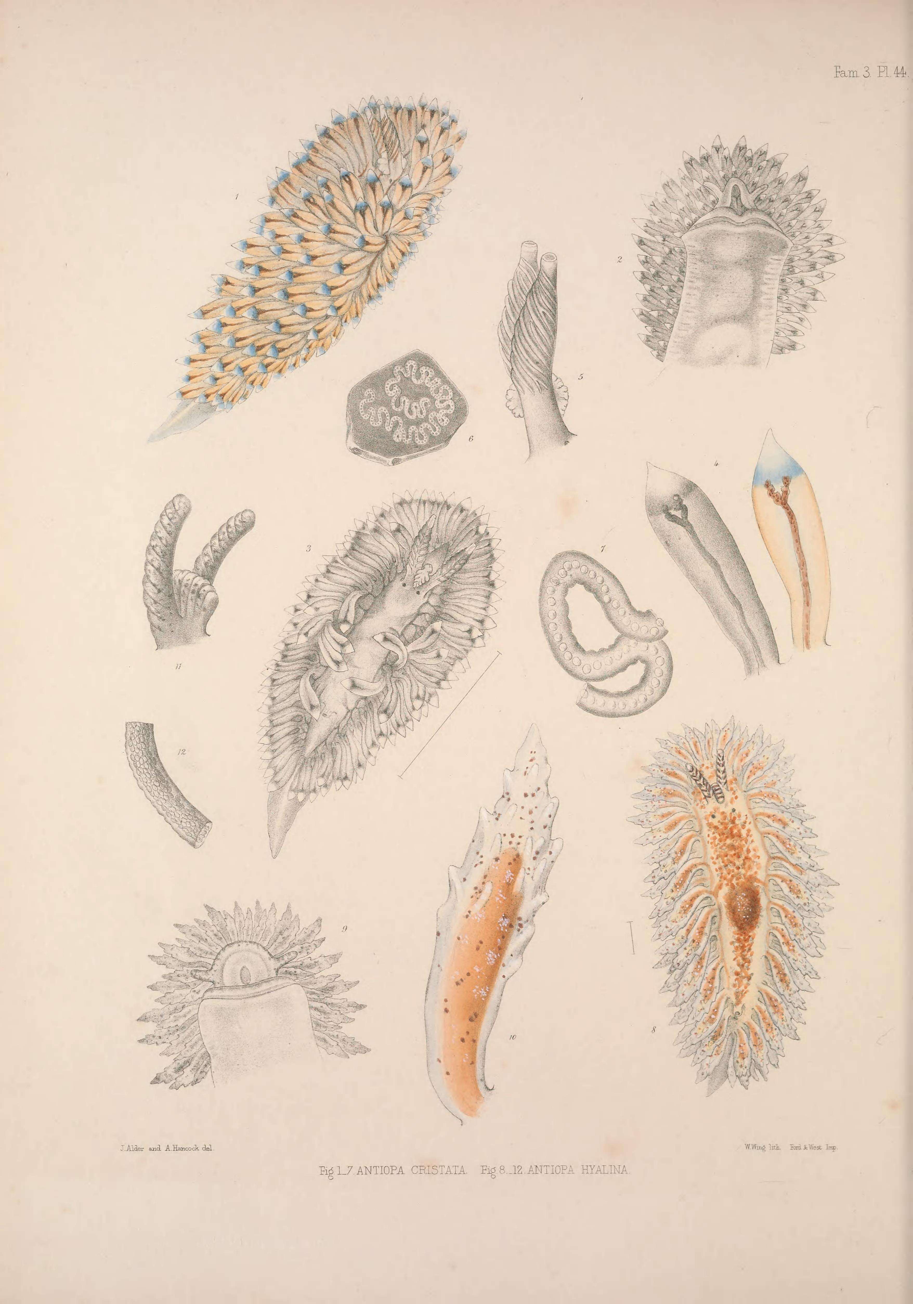 Image de Antiopella cristata (Delle Chiaje 1841)